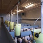 Nieuwbouw biggenstal varkens